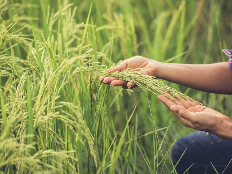 The farmer holds rice in hand.